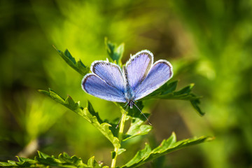 Macro shot of butterfly on grass on a meadow 