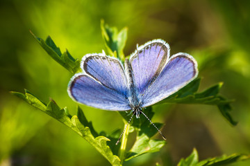 Macro shot of butterfly on grass on a meadow 