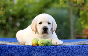 nice labrador puppy on a blue background