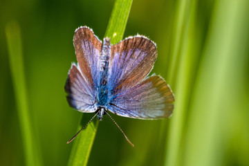 Macro shot of butterfly on grass on a meadow 