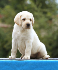 cute nice labrador puppy on a blue background