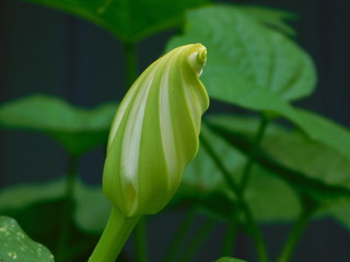 Moonflower Bud