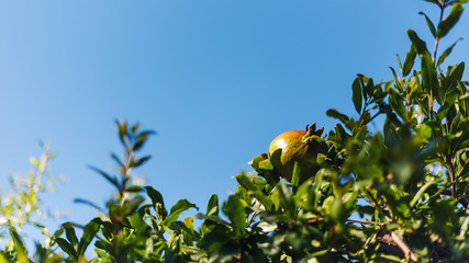 Close-up of a ripe yellow pomegranate among the lush green foliage against the blue sky. Summer concepts. Beautiful nature background. Pomegranate fruit on a Sunny day. Abstract nature texture