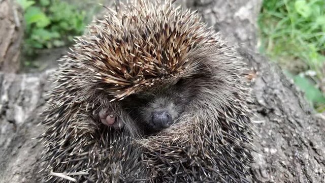 Funny wild hedgehog curled up in a ball lying on his back, from which his nose sticks out