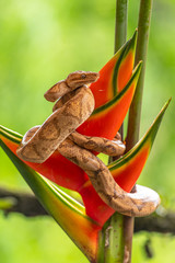 Boa (Corallus annulatus). Parque Nacional Volcan Arenal. Costa Rica