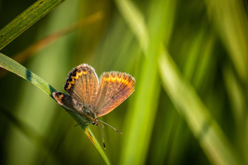 Macro shot of butterfly on grass on a meadow 