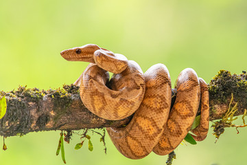 Boa (Corallus annulatus). Parque Nacional Volcan Arenal. Costa Rica