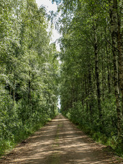 beautiful green birch alley