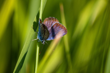 Macro shot of butterfly on grass on a meadow 