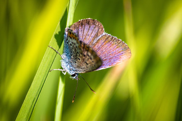 Macro shot of butterfly on grass on a meadow 