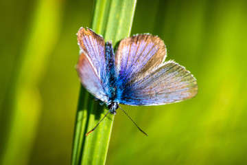 Macro shot of butterfly on grass on a meadow 