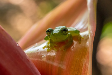 Ghost Glass Frog. Found in Costa Rica panama south america.