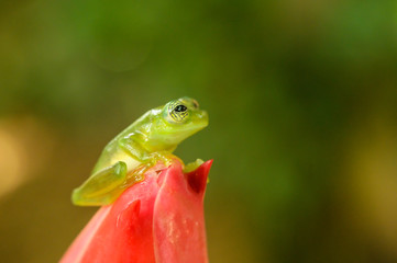 Ghost Glass Frog. Found in Costa Rica panama south america.