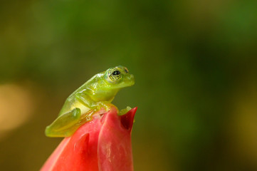 Ghost Glass Frog. Found in Costa Rica panama south america.