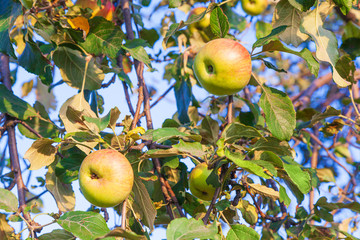 Apple tree with ripe apples, autumn harvest. Organic ripe green apples hang on a tree branch. Apple orchard.