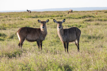 Naklejka na ściany i meble two female waterbuck profiles head to head in the Masai Mara