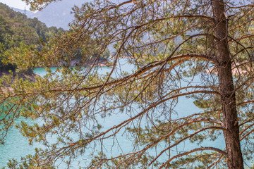 Árbol con fondo de lago en plena naturaleza