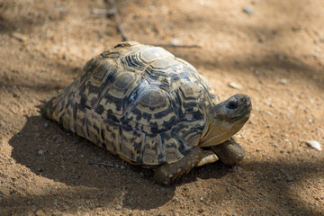 Schildkröten Portrait afrikanische Schildkröte