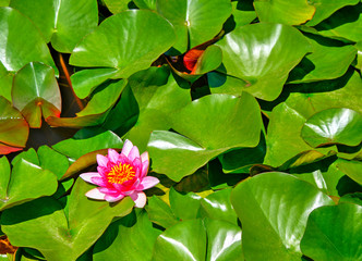 Beautiful view with water lily in the lake