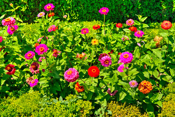 Fototapeta premium Beautiful view with blooming flowers in the botanical garden