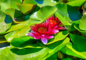 Beautiful view with water lily in the lake