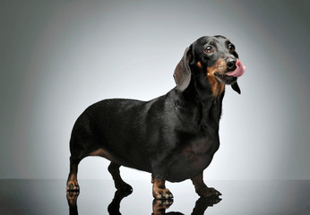 Studio shot of an adorable black and tan short haired Dachshund licking her lips