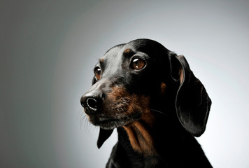 Portrait of an adorable black and tan short haired Dachshund looking curiously at the camera