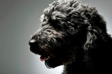 Portrait of an adorable pumi looking satisfied - isolated on grey background