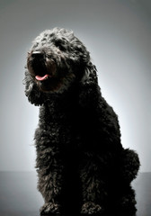 Studio shot of an adorable pumi looking curiously - isolated on grey background