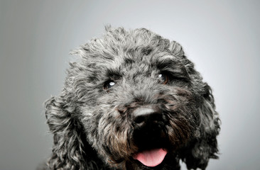Portrait of an adorable pumi looking curiously at the camera - isolated on grey background