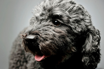 Portrait of an adorable pumi looking curiously - isolated on grey background