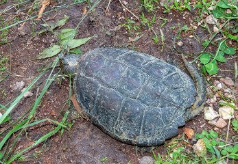 A common snapping turtle is a freshwater turtle of the family Chelydridae and is known for its...