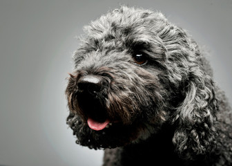 Portrait of an adorable pumi looking curiously - isolated on grey background