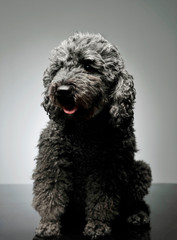 Studio shot of an adorable pumi looking curiously - isolated on grey background