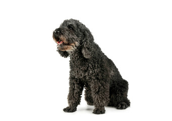 Studio shot of an adorable pumi looking curiously - isolated on white background