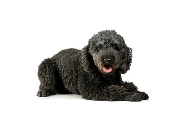 Studio shot of an adorable pumi lying and looking satisfied