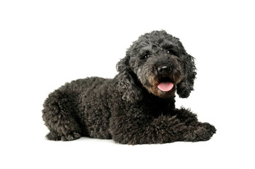 Studio shot of an adorable pumi lying and looking satisfied