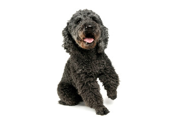 Studio shot of an adorable pumi lifting her front leg and looking satisfied