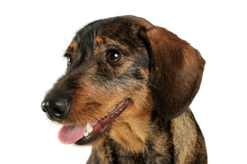 Portrait of an adorable wire-haired Dachshund looking satisfied