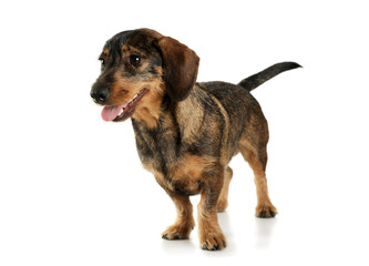 Studio shot of an adorable wire-haired Dachshund standing and and looking satisfied