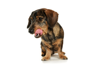 Studio shot of an adorable wire-haired Dachshund sitting and licking her lips