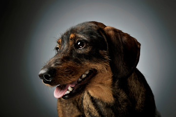 Portrait of an adorable wire-haired Dachshund looking satisfied