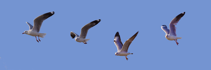 Panoramic four Seagulls birds are flying with blue sky