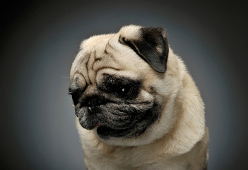 Portrait of an adorable Pug looking sad - isolated on grey background