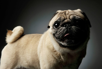 Studio shot of an adorable Pug standing and looking curiously at the camera - isolated on grey background