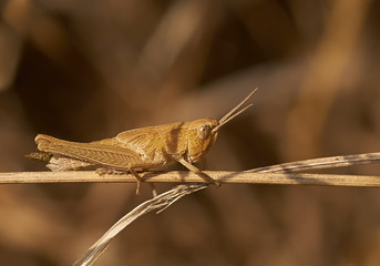 Grashüpfer