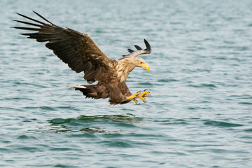 Seeadler im Flug