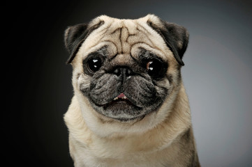 Portrait of an adorable Pug looking curiously at the camera - isolated on grey background.
