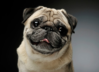 Portrait of an adorable Pug looking curiously at the camera - isolated on grey background.