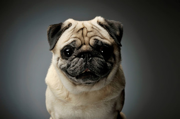 Obraz premium Portrait of an adorable Pug looking curiously at the camera - isolated on grey background.
